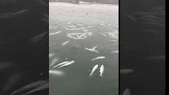 Milhares de peixes morrem congelados