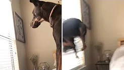 Cachorro bate na janela depois de ver esquilo 