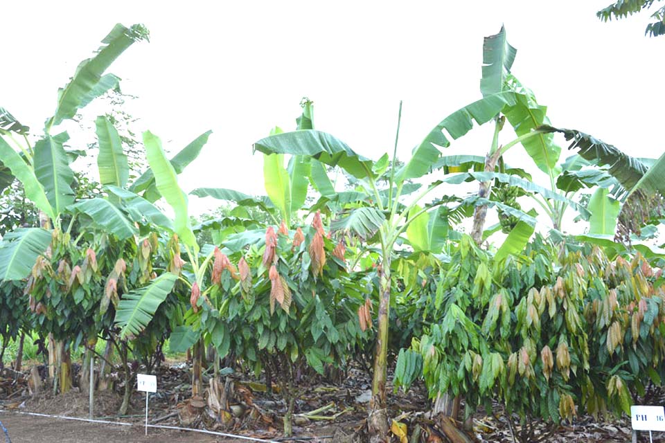Cultivo de cacau além de ótima fonte de Renda pode ser uma solução ambiental