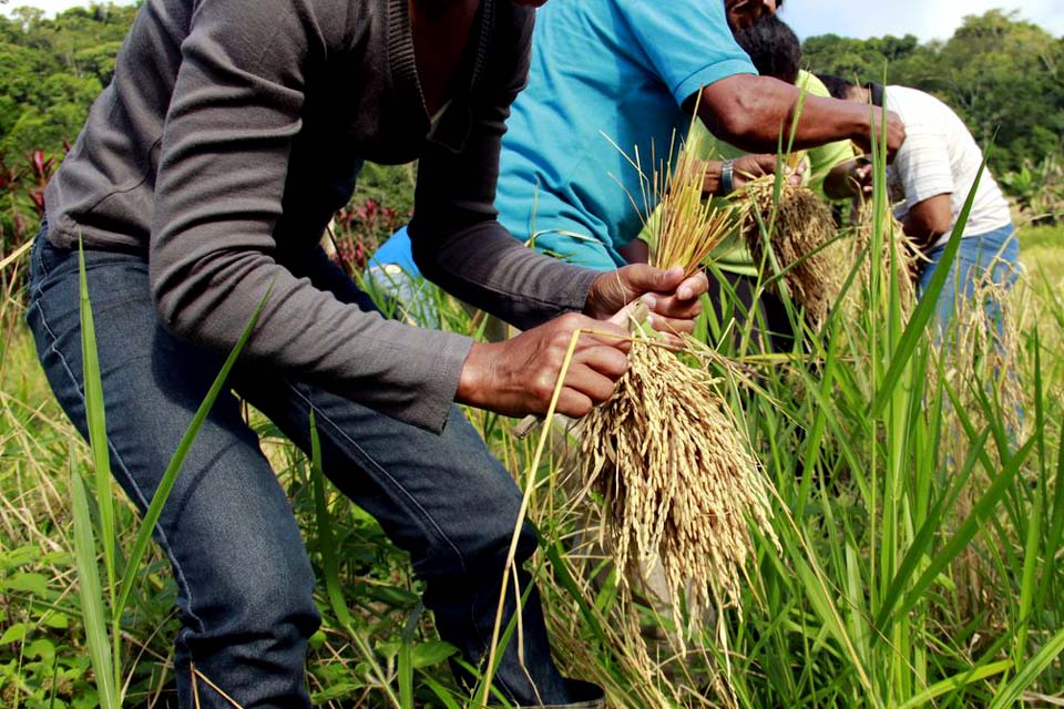 Banco do Brasil anuncia R$ 15 bi em crédito para pré-custeio de safra