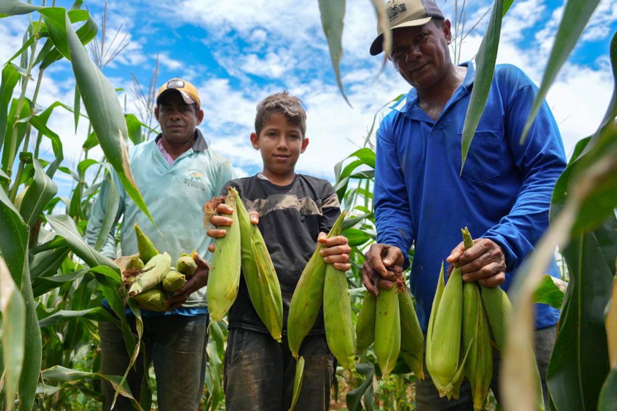 Cultivo do milho fortalece agricultura no Distrito de União Bandeirantes