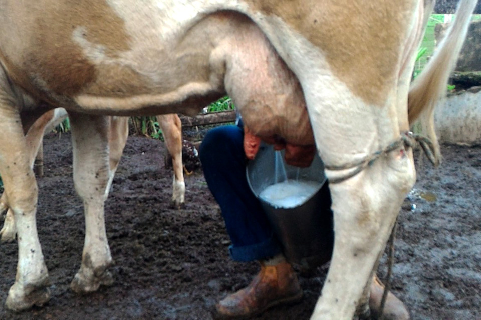 Opinião - Cartelização do leite em Rondônia denunciada em audiência pública na Ale