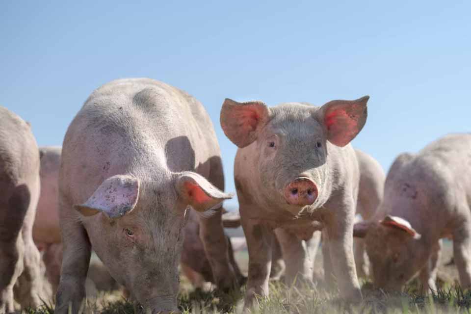 Grécia detecta primeiro surto de peste suína africana