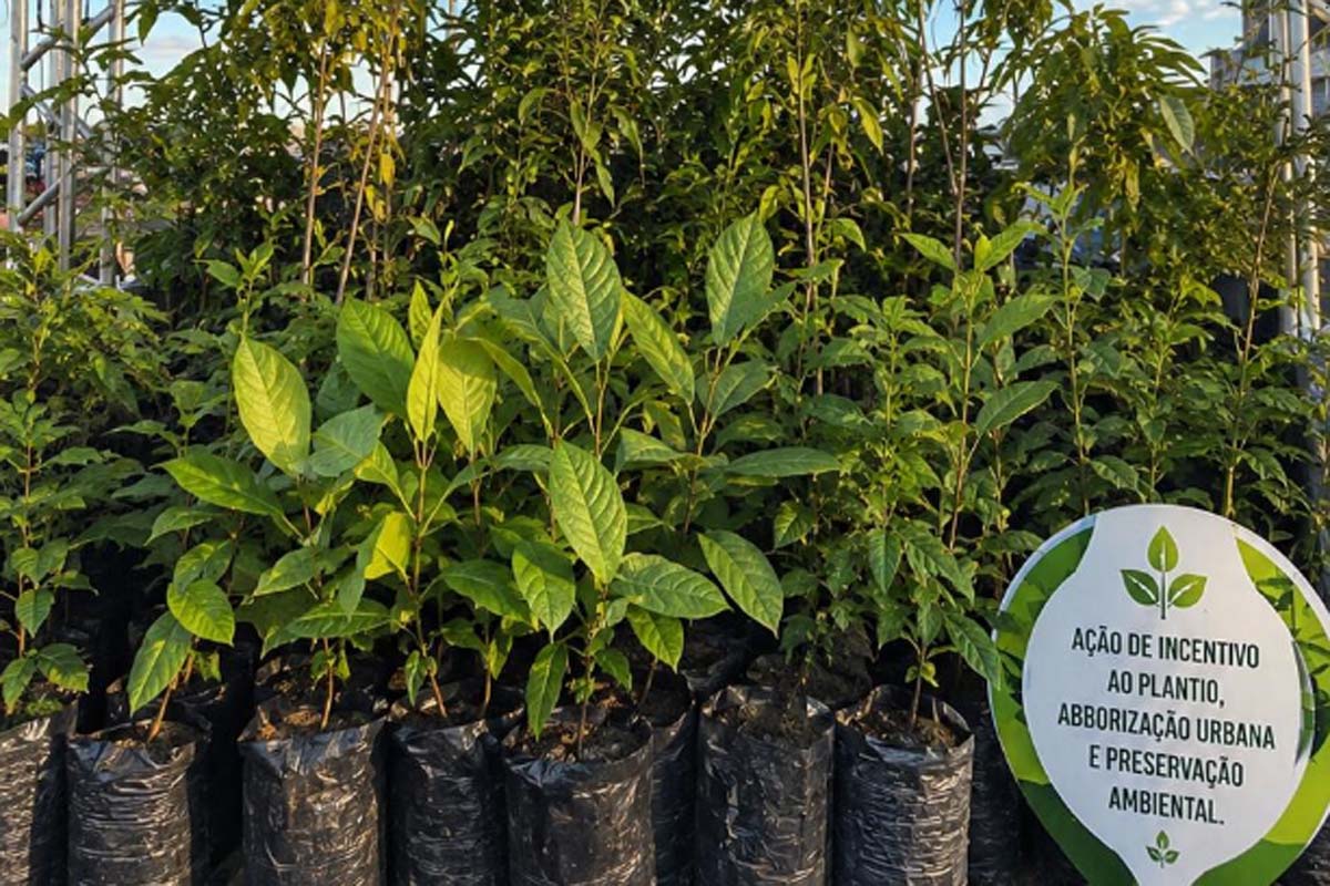 Semana do Meio Ambiente distribui mais de mil mudas à população 