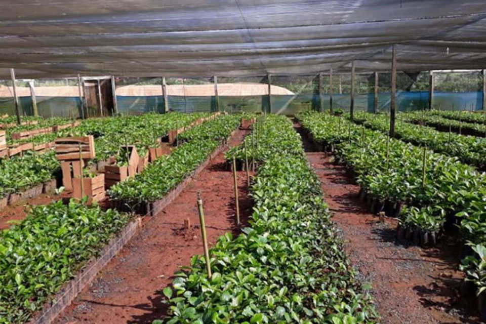 Semagric intensifica programa Pró Café 2020 com mudas clonais