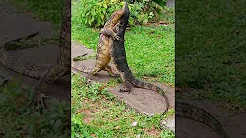 Lagartos são flagrados durante duelo em escola