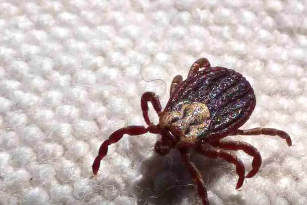 SP registra 18 mortes por febre maculosa em 19 casos confirmados