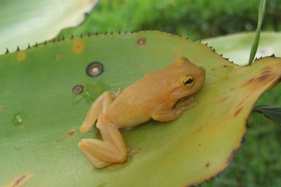 Cientistas descobrem nova espécie de perereca-de-bromélia na Bahia
