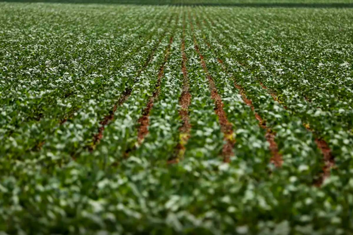 Reunião com bancada do agro termina sem acordo sobre dívidas rurais