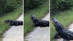 Jacaré  faminto come tartaruga em beira de estrada