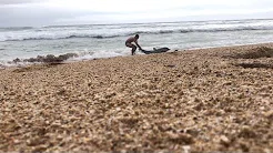 Homem tenta salvar golfinho encalhado em praia 