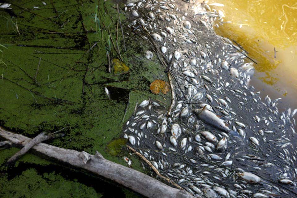 100 toneladas de peixes mortos são retirados de rio entre Polônia e Alemanha