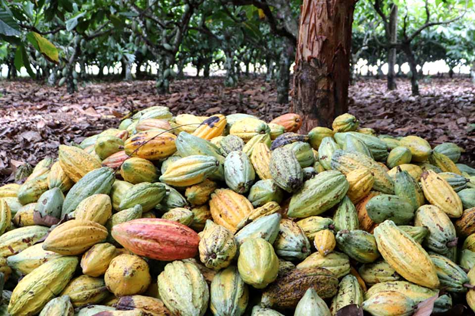 Cacau de Rondônia: ações do Governo impulsionam o crescimento do estado no setor 