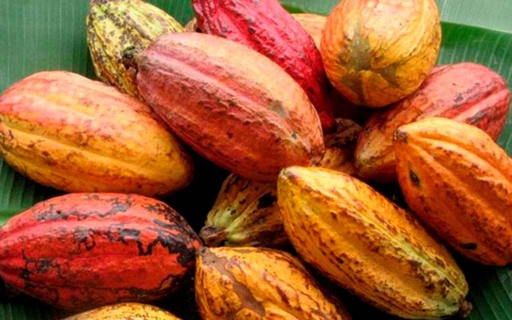 Revitalização e fortalecimento da cadeia produtiva do cacau aumenta a produção em Rondônia