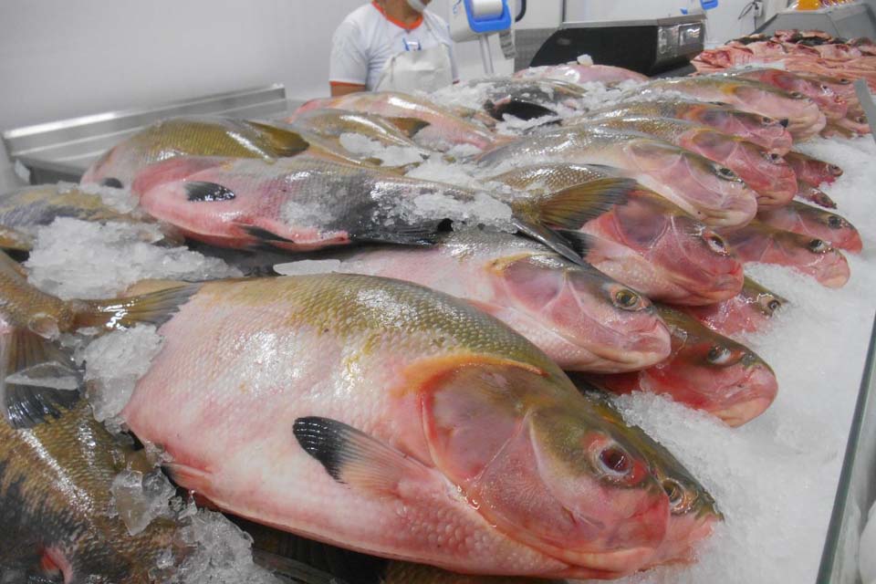 Agronegócio sustenta a economia de Rondônia e supera crescimento médio nacional