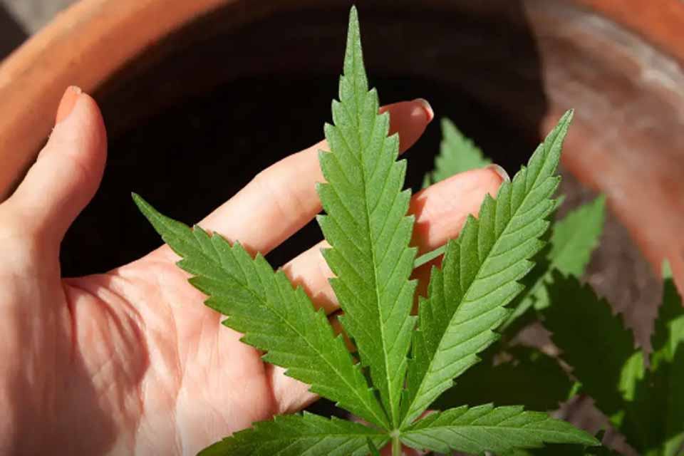 STJ adia prazo para regulamentação do plantio de cannabis medicinal