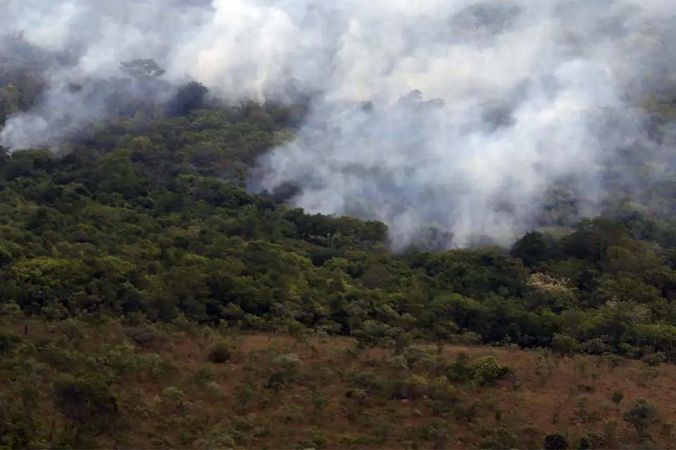Ibama cria plataforma para acompanhar recuperação ambiental