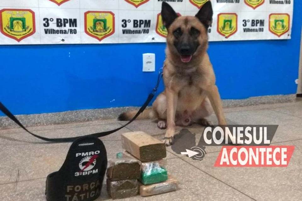 Cão Farejador da PM localiza quase 3 kg de maconha em ônibus