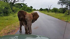 Filhote de elefante se irrita com carro em estrada