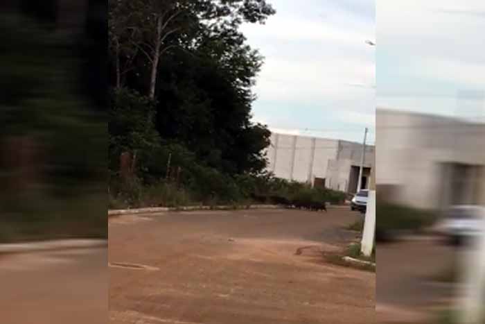 Manada de porcos do mato foge de cães em Vilhena, Rondônia