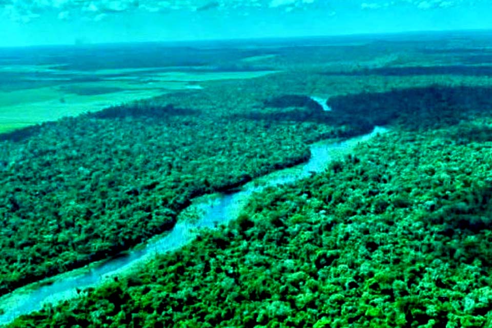No Dia da Amazônia, campanha pede que eleitor vote por floresta em pé