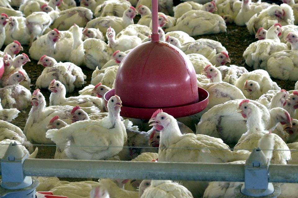 Brasil pede explicações à China sobre frango supostamente contaminado