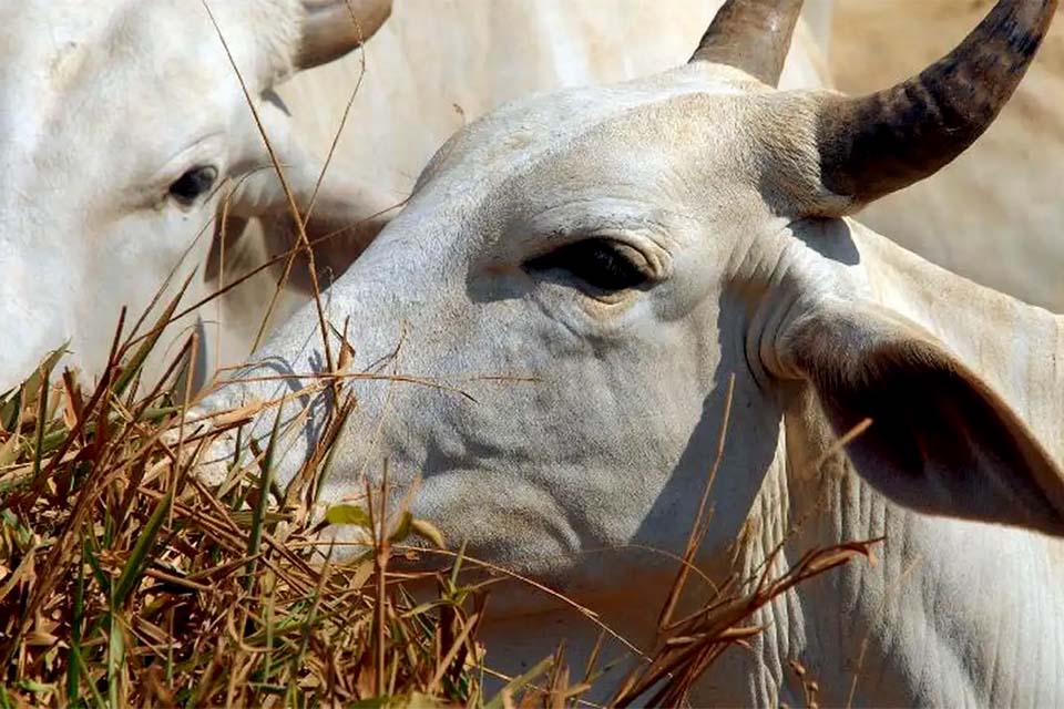 Brasil regula abate e processamento de animais para mercado religioso