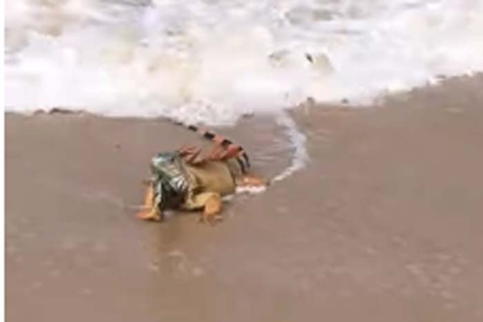 Homem salva iguana de morrer afogada no mar