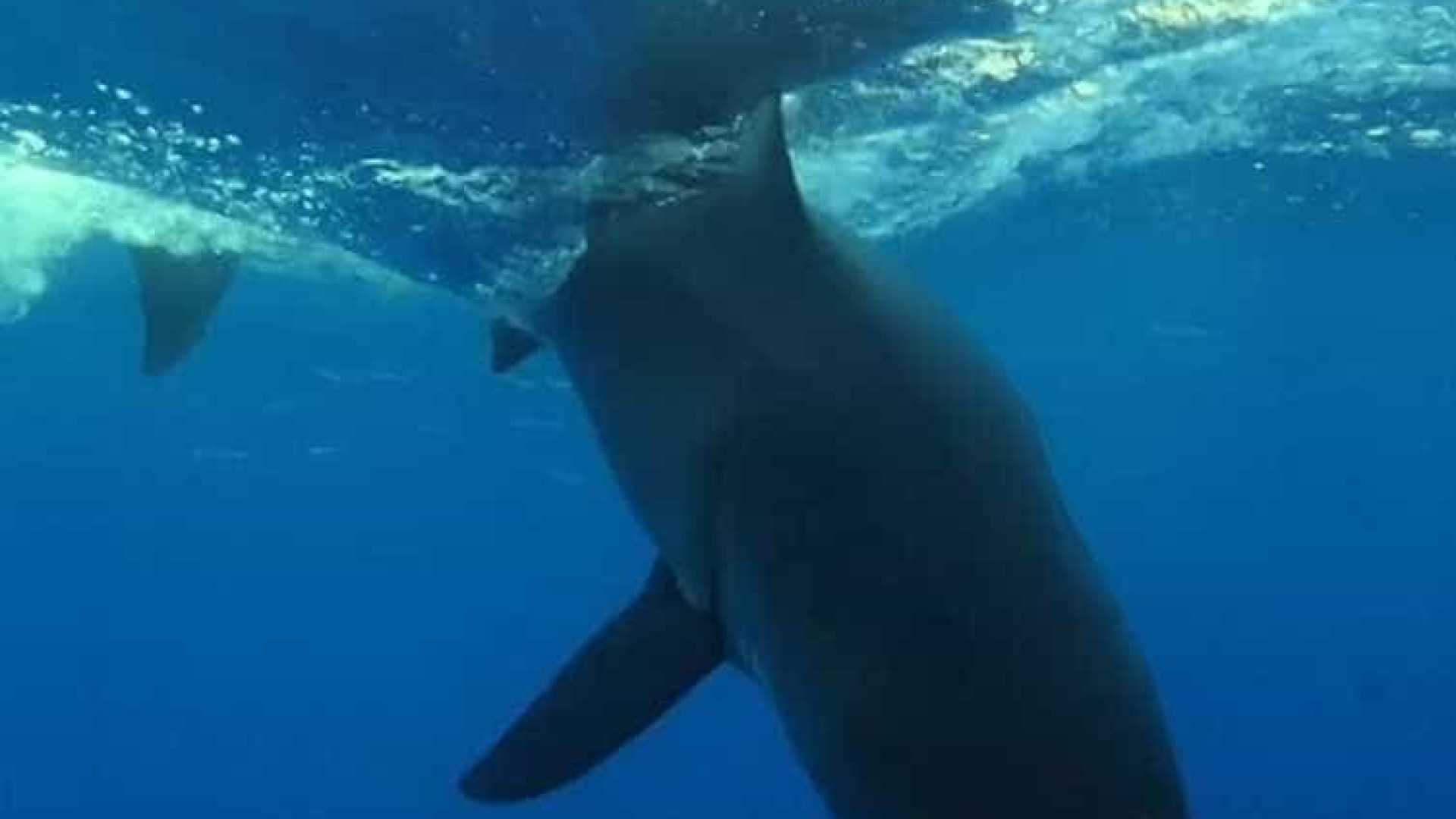 Tubarão-branco faz tornado incrível com a cauda