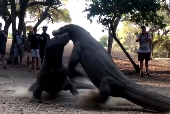 Dragões de Komodo travam duelo mortal em vilarejo na Indonésia 