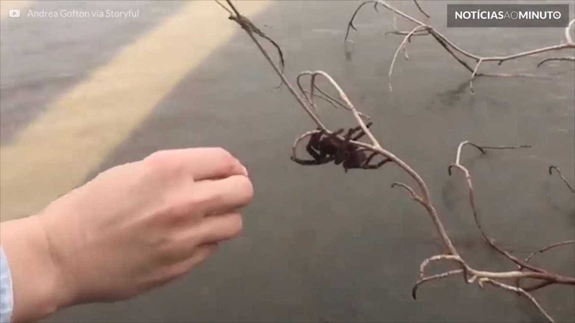 Aranha gigante se segura em galho para se salvar 