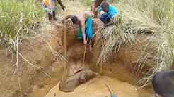 Filhote de elefante é resgatado de dentro de poço 