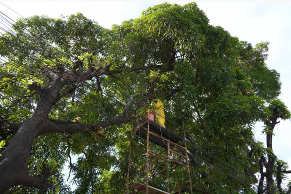 Poda irregular expõe enxame e mobiliza equipes para remoção segura