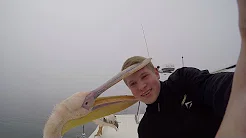 Pelicano morde cabeça de fotografo durante Selfie 