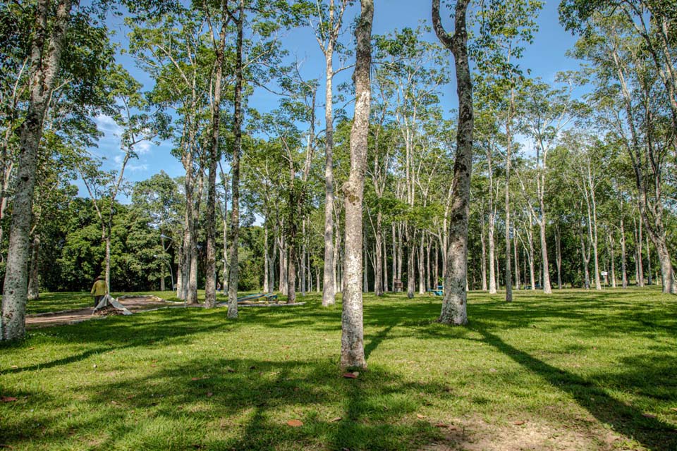 Presença de animais silvestres indica preservação da natureza em Porto Velho