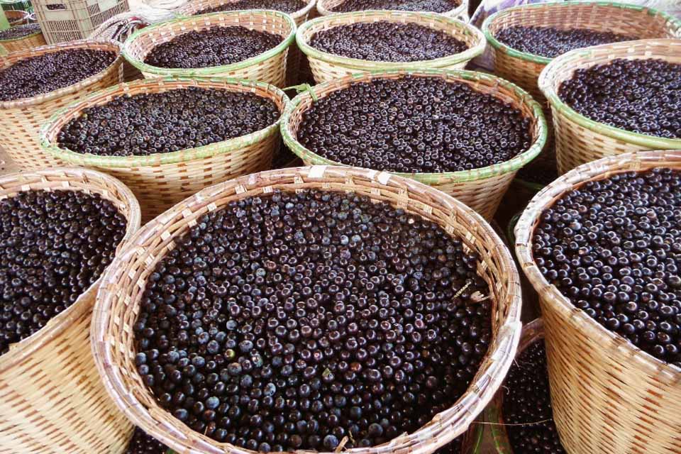 Açaí de Porto Velho é destaque na merenda escolar municipal