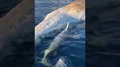 Tubarões comem carcaça de baleia a deriva 