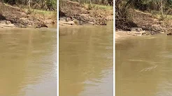 Crocodilo come cauda de crocodilo em rio