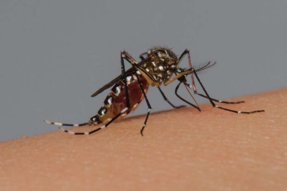 Secretaria de saúde informa pontos críticos com identificação de focos do mosquito da dengue