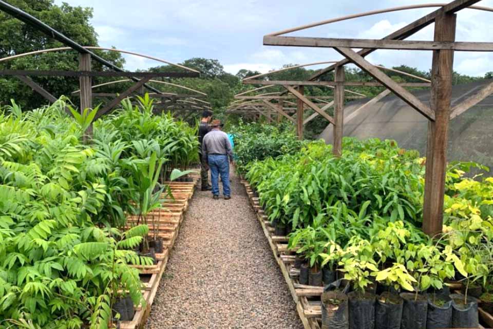 Alinhamento de estratégias entre governo e municípios amplia produção de mudas e restauração ambiental