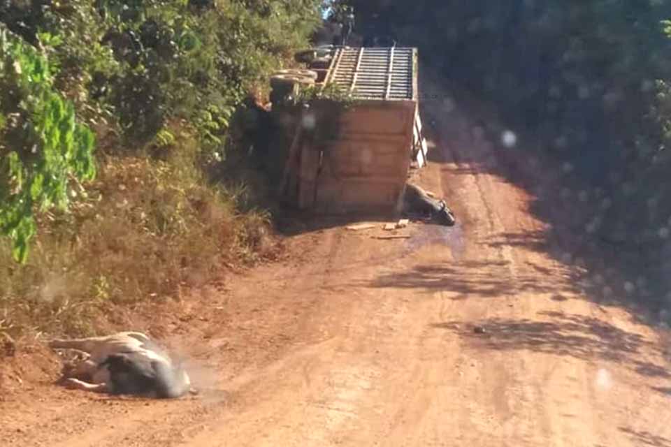 Caminhão boiadeiro tomba em barranco e deixa animais mortos em Vale do Anari