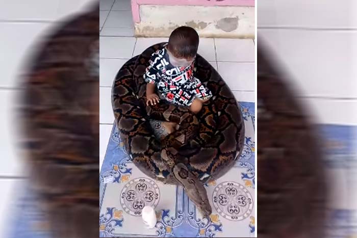 Criança de 3 anos brinca com cobra de mais de 5 metros 