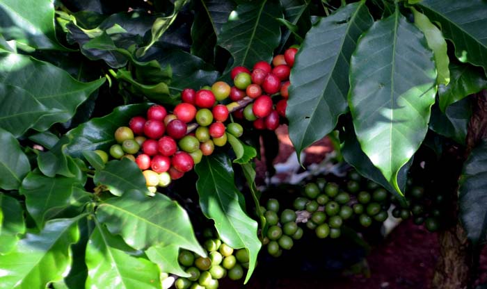 Produtores da agricultura Familiar recebem mudas de café clonal