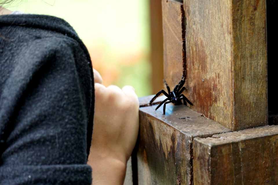 Cuidados com animais peçonhentos durante período de chuvas são orientados pelo governo de Rondônia