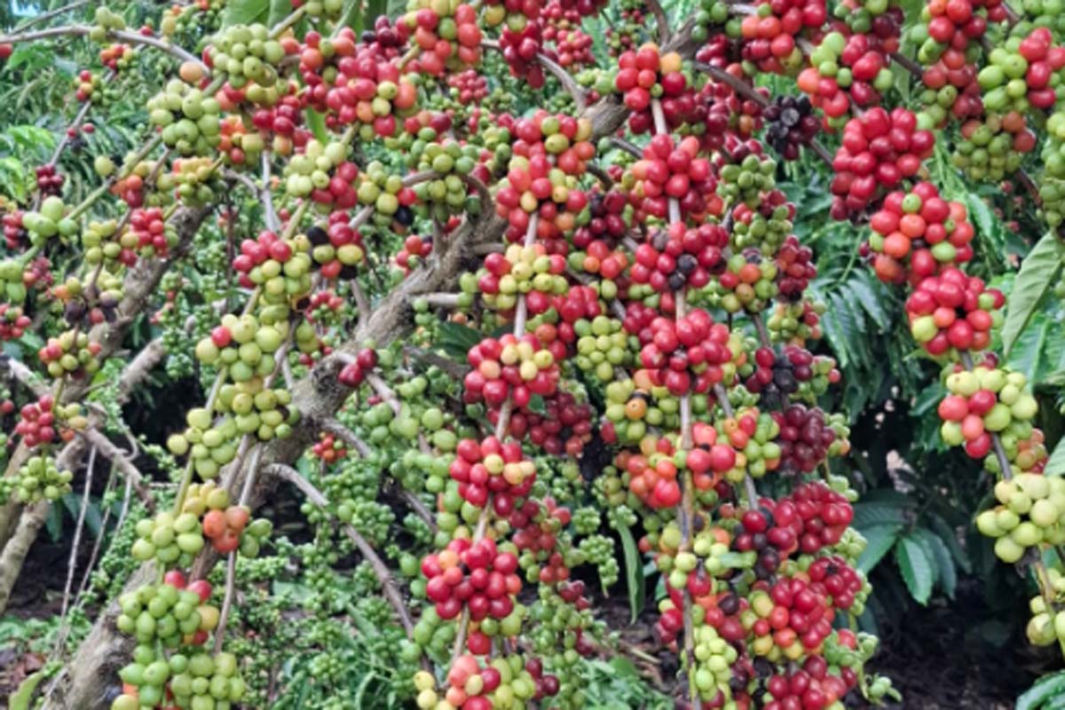 Rolim de Moura promove Dia de Campo sobre café robusta para fortalecer a produção rural