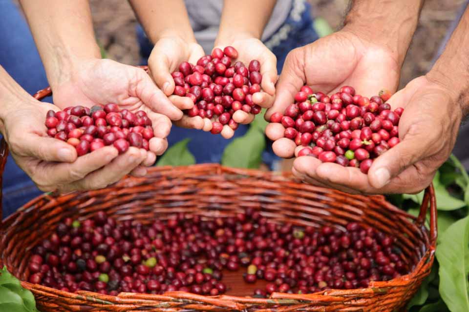 Semana da Cafecau 2025: Prefeitura de Cacoal e parceiros anunciam agenda de atividades