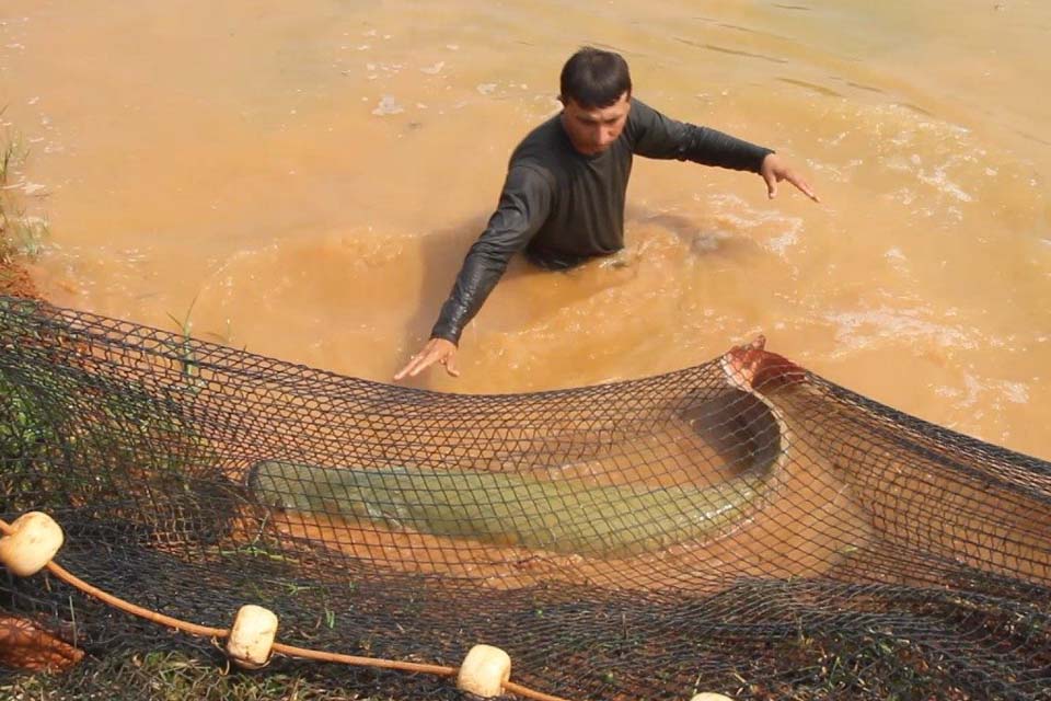 Período de defeso para o tambaqui terminou, mas segue restrito para o pirarucu até dia 30 de abril