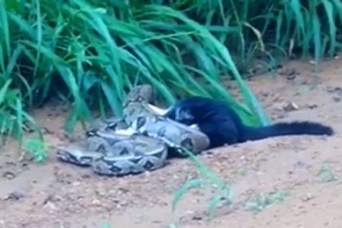 Cobra atacando gato viraliza na internet 