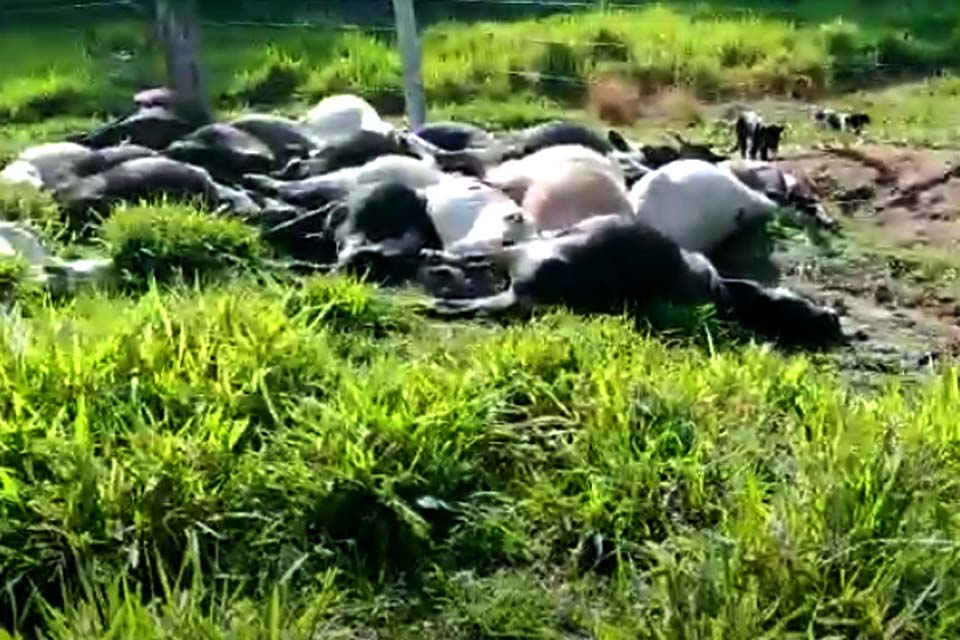 Pecuarista perde 34 cabeças de gado atingidas por raio; prejuízo supera os R$ 100 mil 