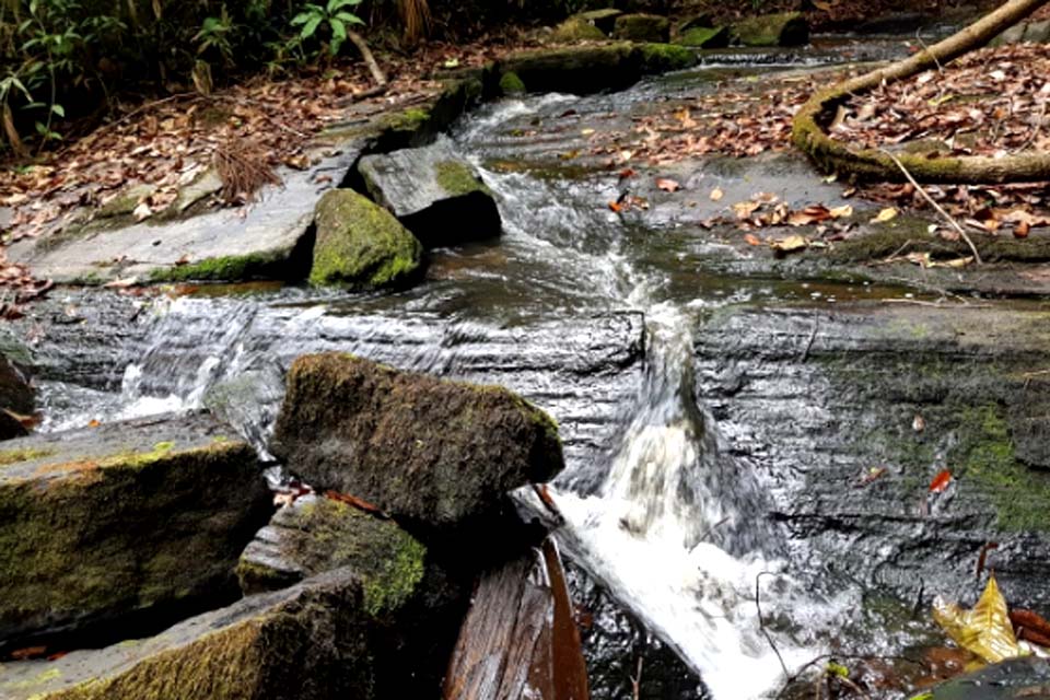 MP e Polícia Civil deflagram operação para combater ocupação e comércio ilegal de madeira no Parque Estadual